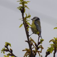 Лазоревка "завтракает" :) :: Юрий Куликов Лазоревка "завтракает" :) :: Юрий Куликов