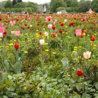 Тюльпановое раздолье в парке им.М.Горького :: Магомед .