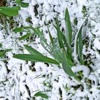 2 мая 2025 г. :: veilins veilins