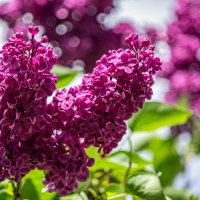 весна в разгаре. :: Lucy Schneider 