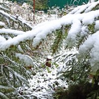 2 мая 2025 г. Вернулся новогодний снег! :: veilins veilins 2 мая 2025 г. Вернулся новогодний снег! :: veilins veilins