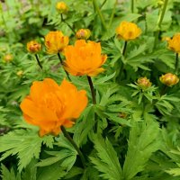 Май в городе... :: Мария Васильева