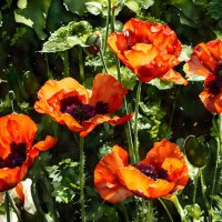 Танго алых мотыльков на ветру танцуют маки… :: Freddy 97