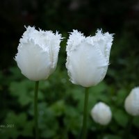 Белые тюльпаны :: Александр Синдерёв
