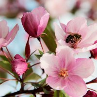 Весны цветение :: victor Lion