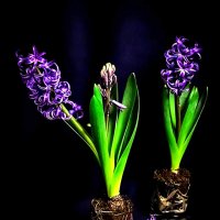 К   ПОСАДКЕ   ГОТОВЫ :: Анатолий Малобродский