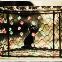 Кот в клетке ... :: ставил 