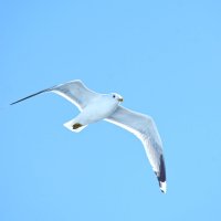 Онежская чайка :: Леонид Иванчук Онежская чайка :: Леонид Иванчук