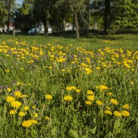 Одуванчиковое поле :: Елена Пономарева