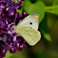 бабочки, снятые 7 мая  2 :: Александр Прокудин