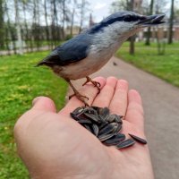 Поползень :: Сапсан 