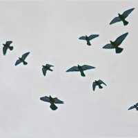 Птицы :: dindin Птицы :: dindin