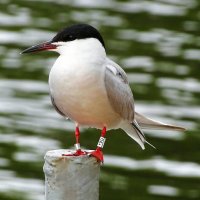 Крачка :: Милешкин Владимир Алексеевич 