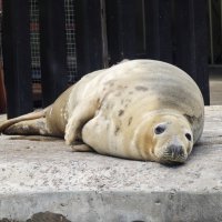 Тюлень :: <<< Наташа >>>