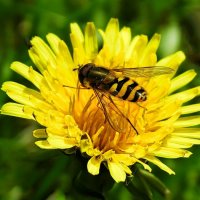 Журчалка на одуванчике :: Милешкин Владимир Алексеевич Журчалка на одуванчике :: Милешкин Владимир Алексеевич