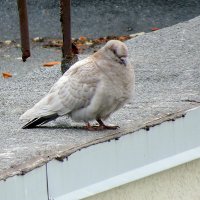 Необычная расцветка :: Сеня Белгородский