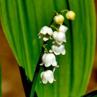 Ландыш - светлого мая привет! :: Восковых Анна Васильевна 