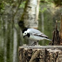 Белая трясогузка. :: Светлана 13.06.