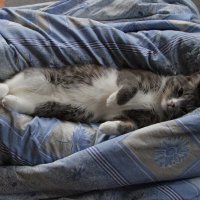 Ляля :: Cергей Кочнев