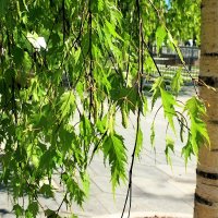 Необычные берёзы Зарядья. :: Татьяна Помогалова Необычные берёзы Зарядья. :: Татьяна Помогалова