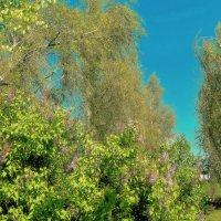 Отчего так в России берёзы шумят? Отчего белоствольные всё понимают? :: Татьяна Помогалова Отчего так в России берёзы шумят? Отчего белоствольные всё понимают? :: Татьяна Помогалова