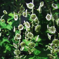 Скоро будут ягодки :: Людмила Смородинская Скоро будут ягодки :: Людмила Смородинская