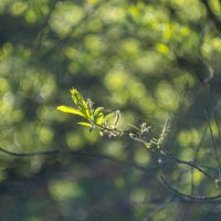 ___ :: Yuriy V ___ :: Yuriy V