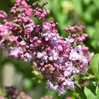 Весна в Ботаническом... :: Наташа ***** Весна в Ботаническом... :: Наташа *****