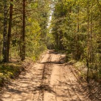 Дорога в лесу :: Игорь Сикорский