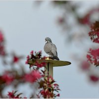 Любуясь весной :: Сеня Белгородский Любуясь весной :: Сеня Белгородский