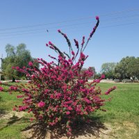 И так бугенвиллия растет :: Светлана Хращевская