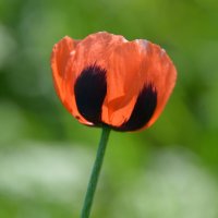 Весенние огоньки... :: Надежда Куркина 