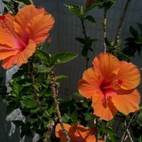 Как вам цвет гибискуса? :: Светлана Хращевская Как вам цвет гибискуса? :: Светлана Хращевская