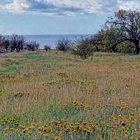 зверобой :: ИРЭН@ . зверобой :: ИРЭН@ .