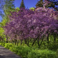 Время цветов :: Евгений Анисимов