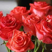 цветы для любимых :: Олег Лукьянов