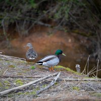 Из жизни уток :: Олег Дорошенко