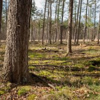 Про лес... :: Николай Гирш