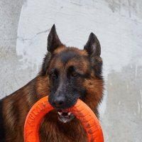 Мой бублик :: Олег Манаенков Мой бублик :: Олег Манаенков