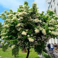 Калина цветёт :: Нина Бутко