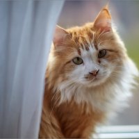 Кот Кузя :: Сергей Величко