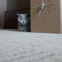 Кот Масик :: Лютый Дровосек