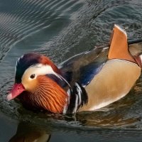 Про мандаринку... :: Николай Гирш