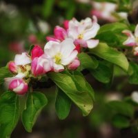 Яблоня в цвету... :: Руслан Яблоня в цвету... :: Руслан