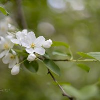 Цветок дикой яблони :: Александр Синдерёв
