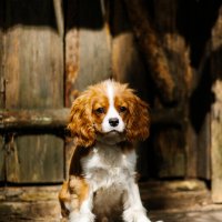 Харли :: Татьяна 