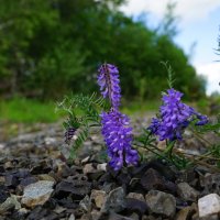 Жизнь берёт своё... :: Николай Гирш
