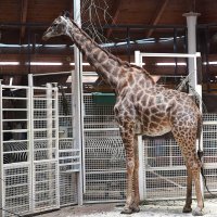 Жираф большой, ему видней... :: Татьяна Тюменка Жираф большой, ему видней... :: Татьяна Тюменка