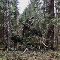 Лесная икебана :: Любовь Лесная икебана :: Любовь