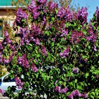 Майская сирень моего города. :: Восковых Анна Васильевна Майская сирень моего города. :: Восковых Анна Васильевна